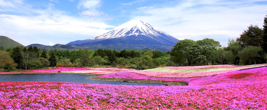 雄大な富士山を望む山麓に広がるお花のパッチワーク♪