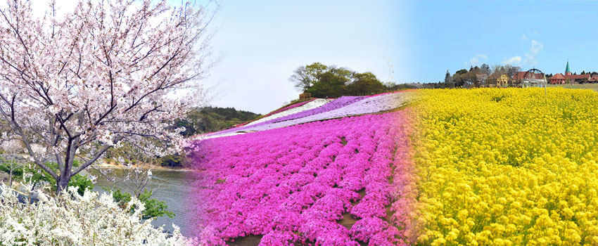 芝桜がピークを迎える4月中旬頃、フラワーガーデンにはポピーなど春の花が咲き、まさに春爛漫♪