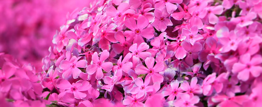 3月下旬から4月の末頃まで、東京ドイツ村「芝桜まつり」を開催！