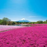 富士芝桜まつり2019