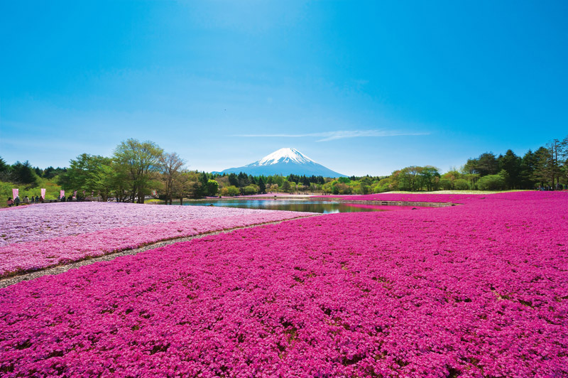 富士芝桜まつり2019