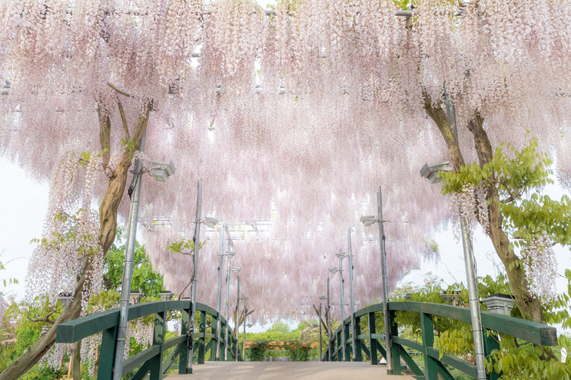 うす紅藤（さくら色の目映い藤）【例年見頃】4月中旬～4月下旬頃