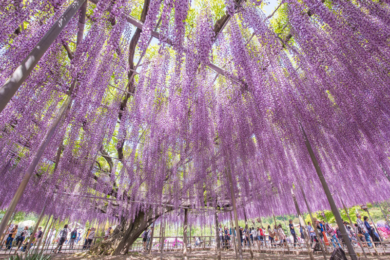 大藤（栃木県指定天然記念物）【例年見頃】4月下旬～5月上旬頃