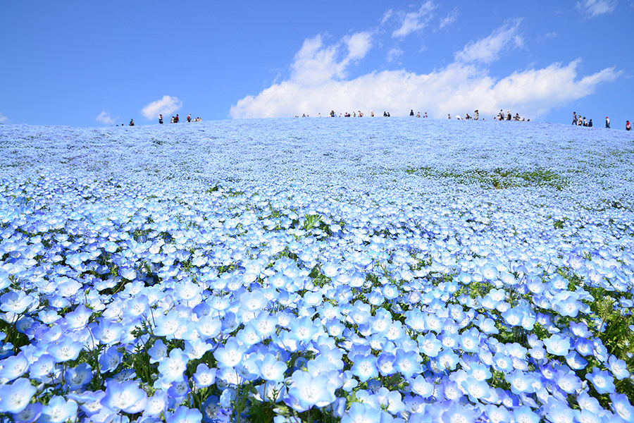 春の絶景 青い絨毯 ネモフィラ 国営ひたち海浜公園の Flowering 旅行情報コラム アップオン