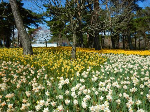 ひたち海浜公園「スイセン」4月9日撮影