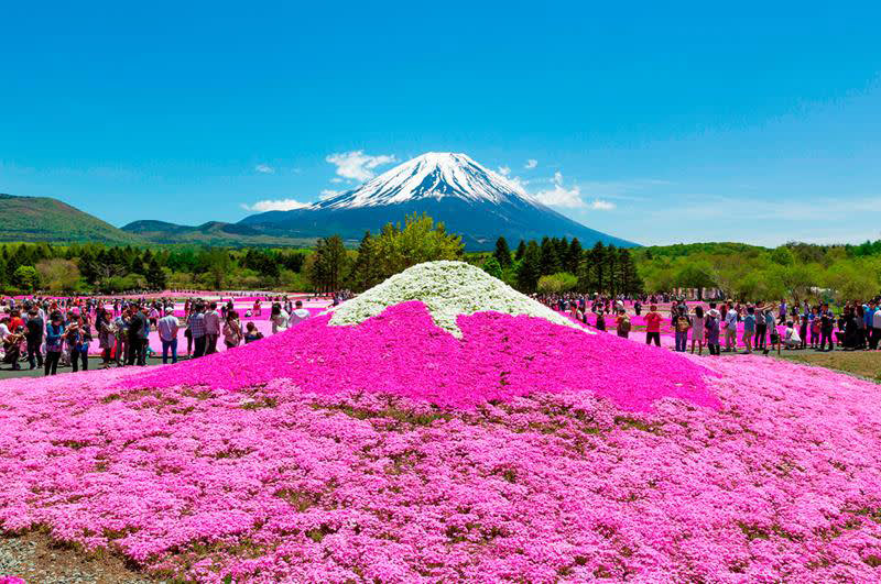 2018富士芝桜まつり