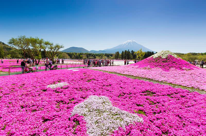 見渡すかぎりピンクの世界が広がる「ピンクの海」と、ピンクと白の芝桜でできた縁起の良い「紅白富士」