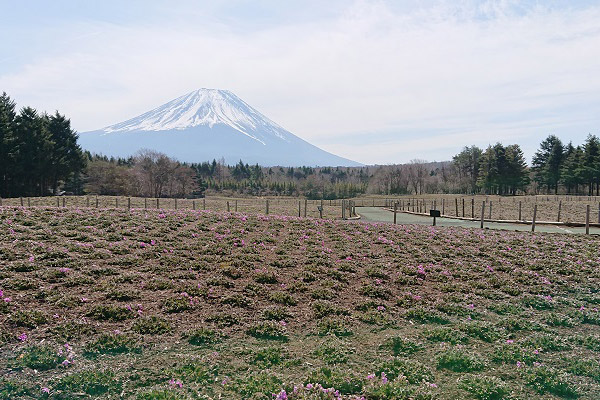 富士芝桜まつり2019会場　2019/4/8