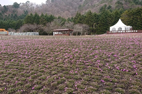 富士芝桜まつり2019会場　2019/4/7撮影