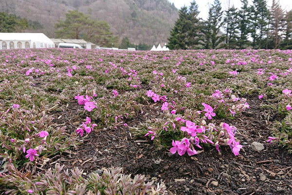 富士芝桜まつり2019会場　2019/4/7撮影