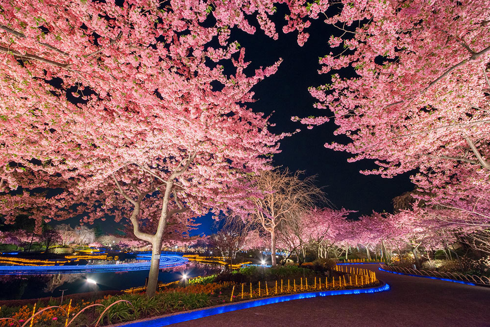 ライトアップされた“夜桜”が魅せる情景は、思わず息を呑むほど圧倒的な存在感