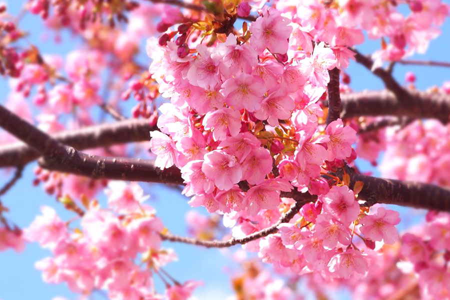 日差しの下でも鮮やかな花色の河津桜