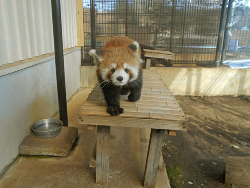 市川市動植物園 東京ディズニーリゾート周辺 近くの観光スポット バスツアーのアップオン