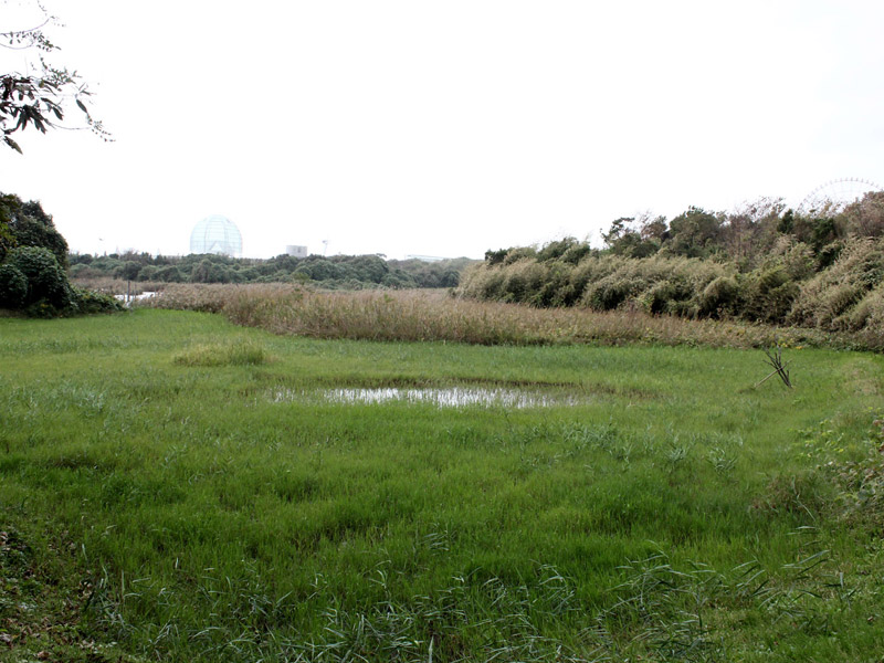 葛西臨海公園 鳥類園 ウォッチングセンター 東京ディズニーリゾート周辺 近くの観光スポット バスツアーのアップオン