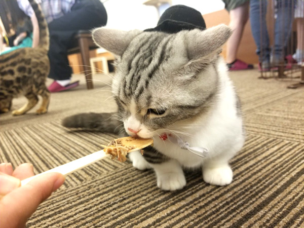 猫カフェmyao 猫ちゃんの距離がとても近い猫カフェ 東京ディズニーリゾート周辺 近くの観光スポット バスツアーのアップオン