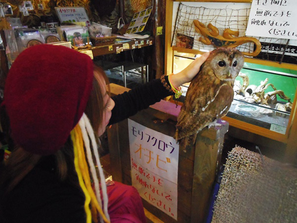 カフェ リトルズー カメやフクロウを見ながら飲食を楽しめる新感覚のカフェ 東京ディズニーリゾート周辺 近くの観光スポット バスツアーのアップオン