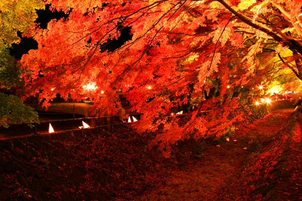 紅葉の絶景スポットが目白押し