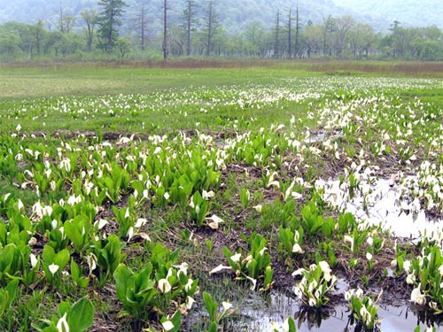 研究見本園