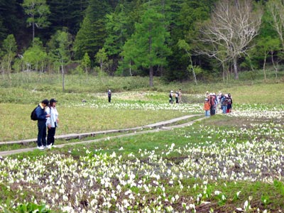 尾瀬の見どころ スポット 楽しい尾瀬ハイキング ツアー旅行のアップオン