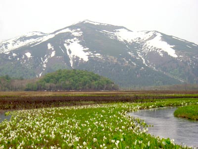 尾瀬のベストシーズン 季節 気温 楽しい尾瀬ハイキング ツアー旅行のアップオン