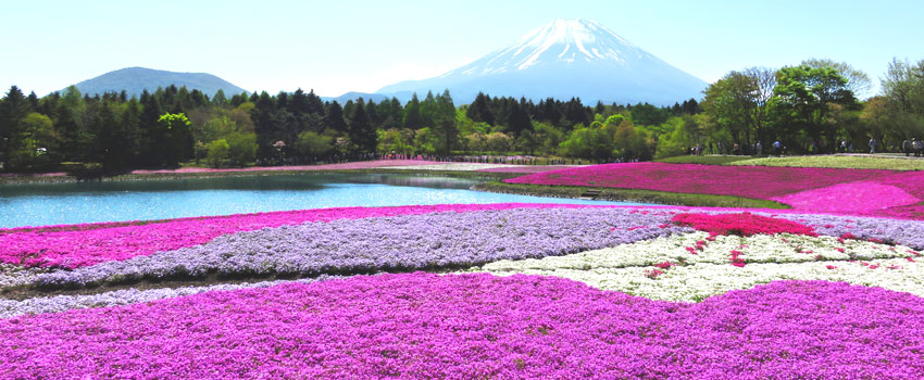 今年で11回目を迎える「富士芝桜まつり」2019♪