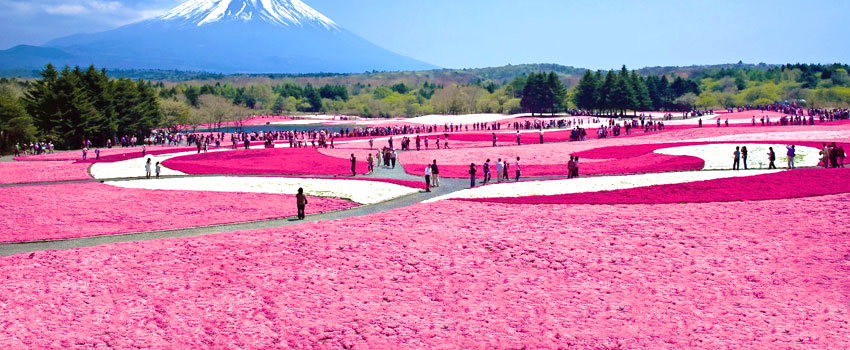 富士山を彩る花の祭典「富士芝桜まつり」会場は、絵に描いたような春模様。