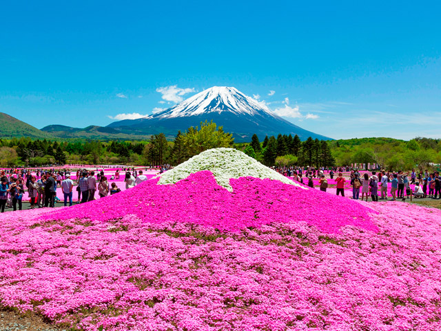 富士芝桜まつりの見所 撮影スポット 芝桜の紅白富士と富士山遠望 バスツアーのアップオン