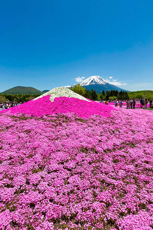 富士芝桜まつり2019 花の見頃、見どころ・撮影ポイント｜バスツアーのアップオン