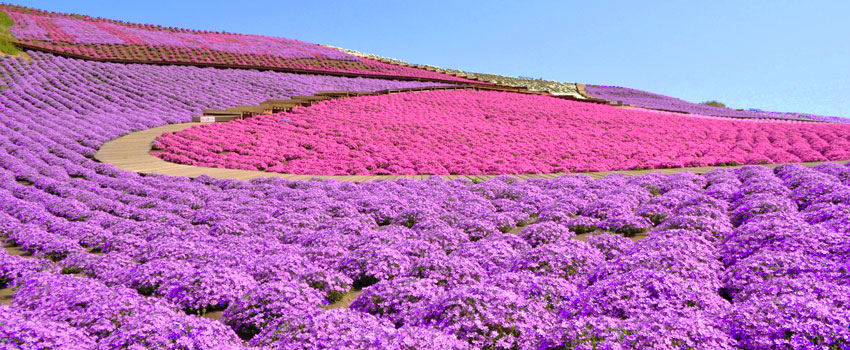 芝桜がピークを迎える4月中旬頃、フラワーガーデンにはポピーなど春の花が咲き、まさに春爛漫♪