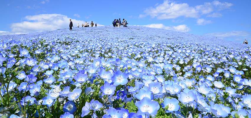 みはらしの丘に咲き誇る日本最大級450万本のネモフィラ！
