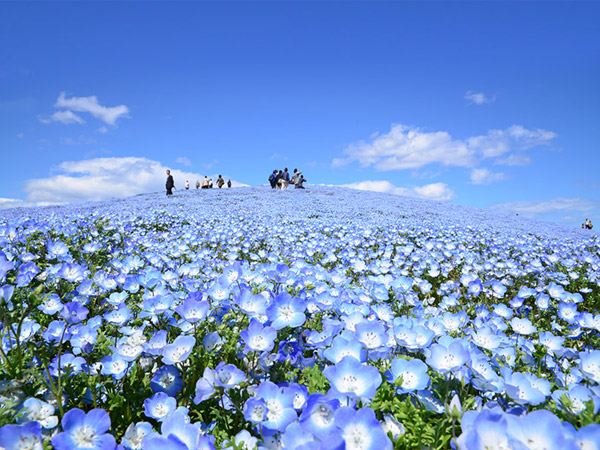 国営ひたち海浜公園