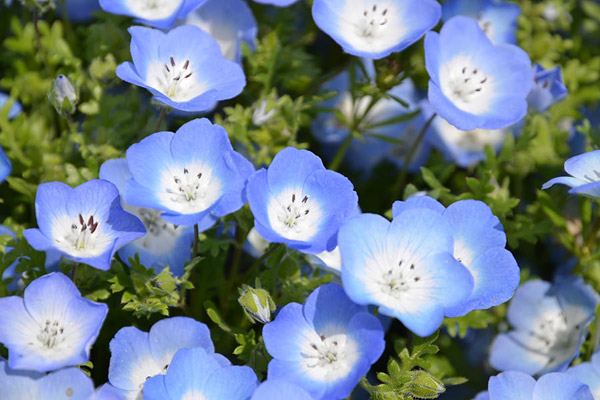 ネモフィラの花色は陽光の加減もあり、ブルーを中心に、シアン、またはマゼンタが強めなものまであるようです。