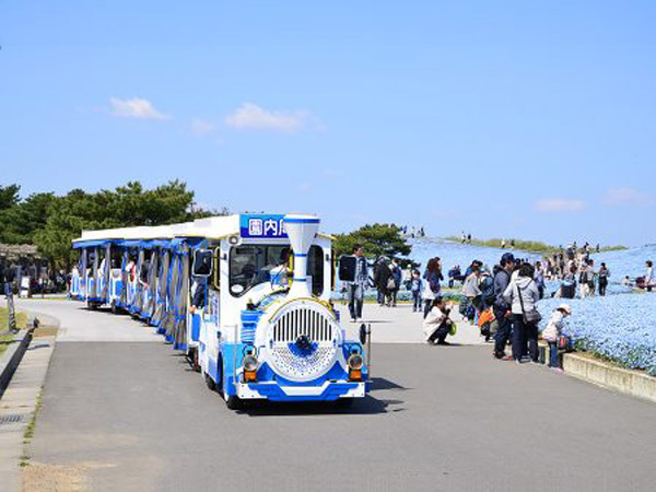 国営ひたち海浜公園　シーサイドトレイン