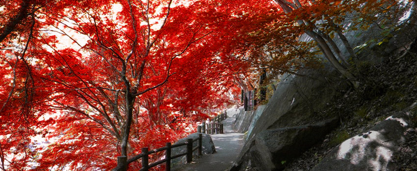 紅葉するもみじが全身を多い尽くすように続く「紅葉回廊」