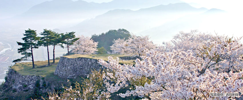 天空の城・竹田城跡　まさに春爛漫。見事な春景色