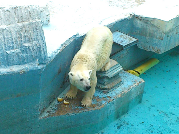天王寺動物園 100年以上の歴史をもつ都市型動物園 大阪観光スポット情報 バスツアーのアップオン