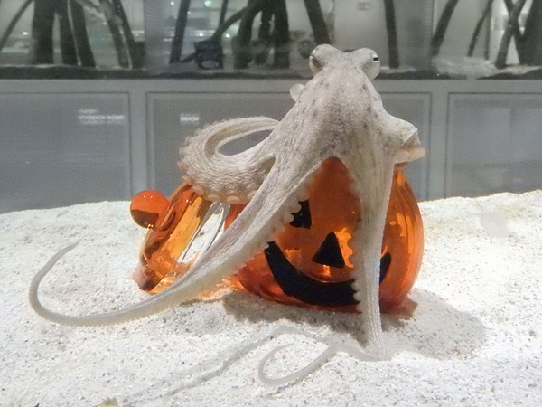 Nifrel ニフレル 新感覚の水族館 生きているミュージアム 大阪観光スポット情報 バスツアーのアップオン Nifrel ニフレル 新感覚の水族館 生きているミュージアム 大阪観光スポット情報 バスツアーのアップオン