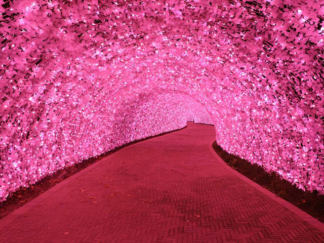 なばなの里で人気の「河津桜」がモチーフ・ピンクの回廊