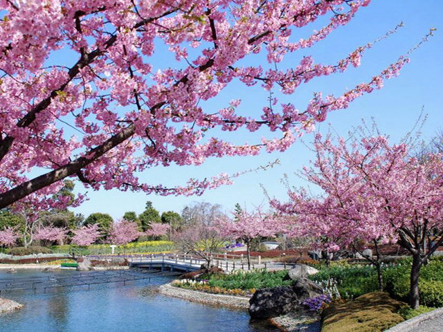 濃い花の色がとても見栄えのする人気の「河津桜」