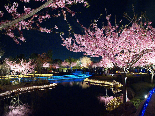 なばなの里 冬 早春の花 イルミネーションとあわせて楽しめる ライトアップされた濃い花色の河津桜 バスツアーのアップオン